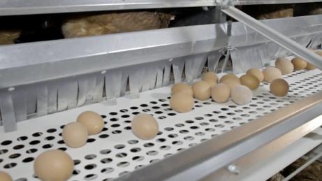SHARING THE GOOD OF BOTH SYSTEMS I do not want to get into a discussion of cage vs cage free, but I would like to point out that there is some good in both types of egg production systems.
