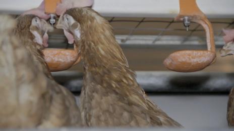 FEED AND WATER Feed and water placement in cage free systems has a direct correlation with eggs laid in the nest as well as the welfare of the hen.