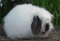 Being too cold can cause smut(black ticking) on the white part of the rabbit.