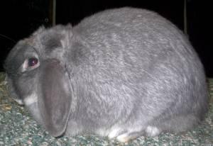 Squirrel (Blue Chinchilla) Dilute version of black chin Surface color: White mingled with Blue tipped hairs.