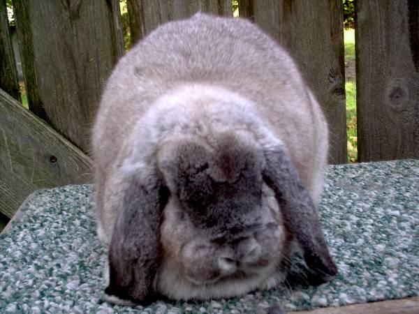 Smoke Pearl Chinchilla Not recognized in either breed. Surface color: White mingled with hairs tipped in smoke gray.