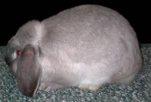 Full eye circles and full colored ears with balanced marking on both sides down the back of the rabbit.