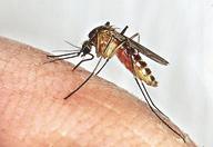 damage to the central nervous system or even death. Mosquito genera involved in the transmission of arboviruses include Aedes, Anopheles, Culex, Culiseta, Ochlerotatus, Coquillettidia and Psorophora.
