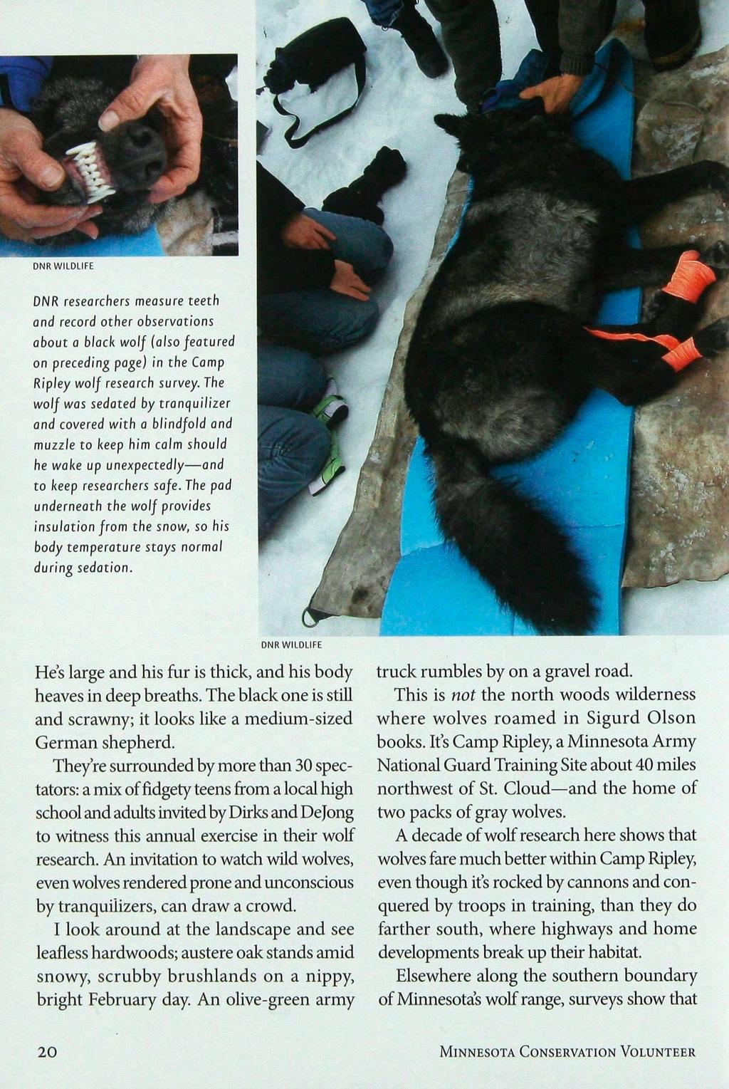 DNR WILDLIFE DNR researchers measure teeth and record other observations about a black wolf (also featured on preceding page) in the Camp Rip ley wolf research survey.