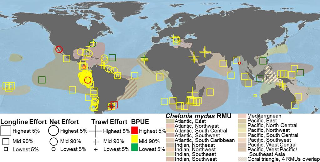 WALLACE ET AL. Fig. 5. Global distributions of bycatch records of green turtles (Chelonia mydas) in relation to their respective regional management units (RMUs; Wallace et al. 2010b).