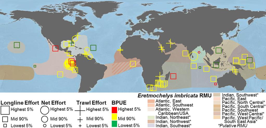 WALLACE ET AL. Fig. 7. Global distributions of bycatch records of hawksbills (Eretmochelys imbricata) in relation to their respective regional management units (RMUs; Wallace et al. 2010b).