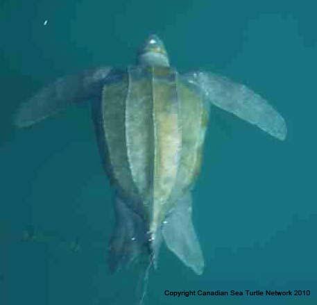 COSEWIC Assessment and Status Report on the Leatherback Sea Turtle