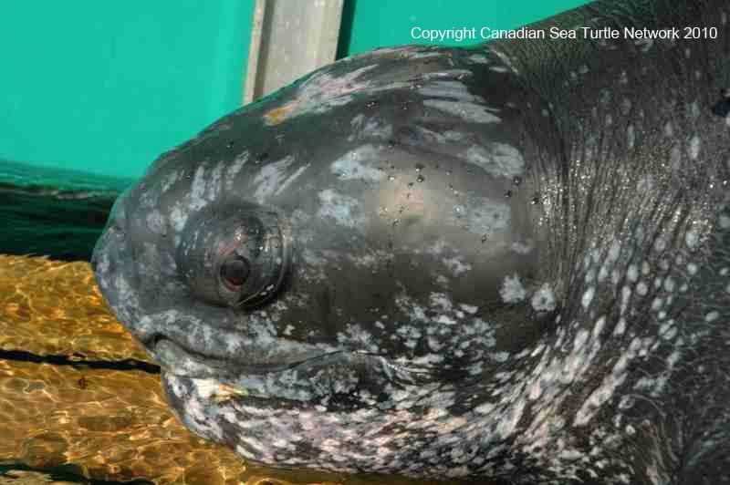 Figure 2. Photograph of head of adult Leatherback Sea Turtle showing cusps, mottling and pink spot. Photo: Canadian Sea Turtle Network. Used with permission from the Canadian Sea Turtle Network.