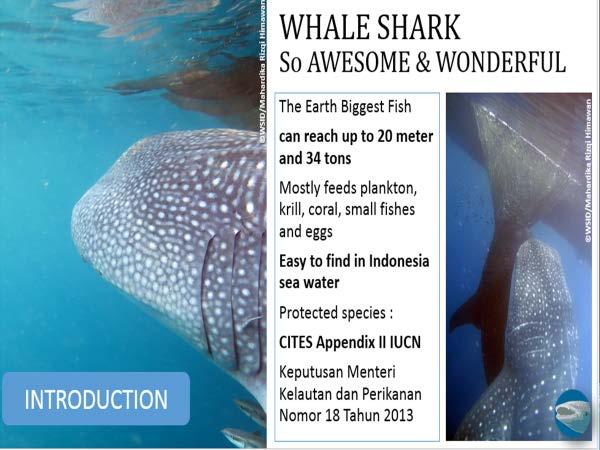 1. WHALE SHARK Highly migratory species, and Indonesian waters is a region of the whale shark migration path, so that this species often stranded and occasionally are trapped nets of fishermen.