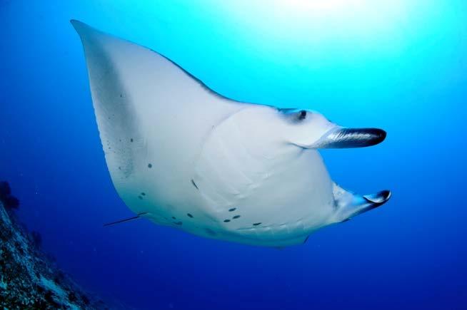 2. MANTA RAYS INTRODUCTION CITES appendix II (IUCN, 2013) Regulation of the Minister of Marine Affairs and Fisheries No.