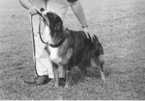 4. Gather your leash as your dog comes toward you, praising him the entire time. 5. When he catches up to you, stop moving backward, calmly pet and reward your dog. 6.