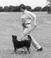 6. If your dog lags behind, continue to walk forward at a consistent pace, encouraging him with praise until he is in the correct position. 7.