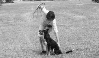 return to the loose leash grip During the Teaching Phase, do not ask your dog to sit when you come to a halt.