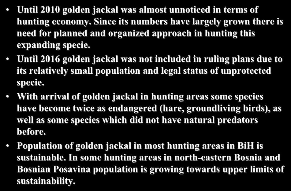 Economical status: Until 2010 golden jackal was almost unnoticed in terms of hunting economy.