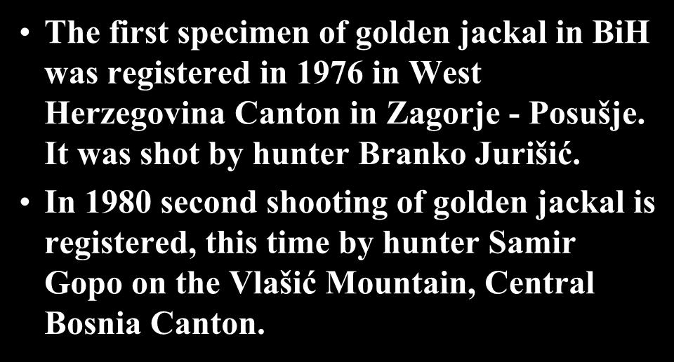 Presence of golden jackal in BiH: The first specimen of golden jackal in BiH was registered in 1976 in West Herzegovina Canton in Zagorje - Posušje.