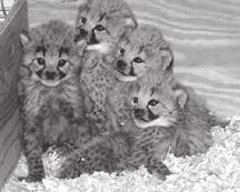Breeding Management Strategy for Cheetahs (Acinonyx jubatus) at the Smithsonian s National Zoological Park By Jennifer Frank and Craig Saffoe, Animal Keepers Smithsonian s National Zoological Park