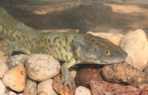 Three species of snakes and one turtle are considered accidental, and one species - the Mudpuppy, may be extirpated.