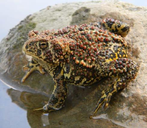 neither Skadsen nor Jessen could find Woodhouse s toad during surveys conducted in 2004 (Backlund 2004).