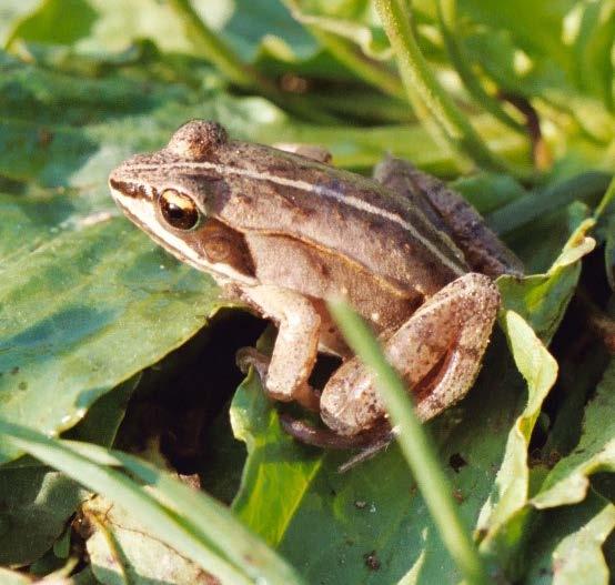 Wood Frog (photo by Dennis Skadsen Wood Frog (Lithobates sylvaticus) Prior to the severe droughts of the 1930s Wood frogs were apparently common throughout northeast South Dakota.