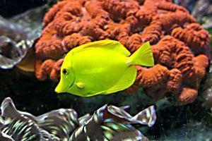 One of the most frightening moments of being a saltwater aquarium owner is waking up one morning and discovering one of your precious pets distressed and showing obvious signs of a nasty disease.