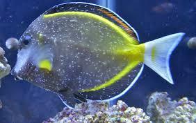 Major marine fish diseases we see in saltwater aquariums Head and lateral line erosion (HLLE) disease This disease mainly affects the lateral lines (tubular sensory organs believed to be involved in