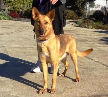 Dogs available for Adoption at Pets and Pals Animal Shelter as of 12/21/2017 Lathrop, CA To adopt any dogs on this page, please click here 7556 Elsie Female German Shepherd Elsie is beuatiful inside