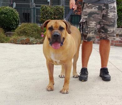 To adopt any dogs on this page, please click here 7477 Zeus Presa Canario This gentle giant is a year and a half old and weighs 132 pounds!