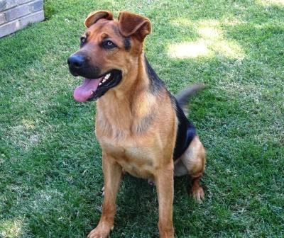 To adopt any dogs on this page, please click here 7423 Ben German Shepherd Mix This handsome fellow was left tied to our gate! He is super sweet, weighs 68 pounds, and appears to be only a year old.