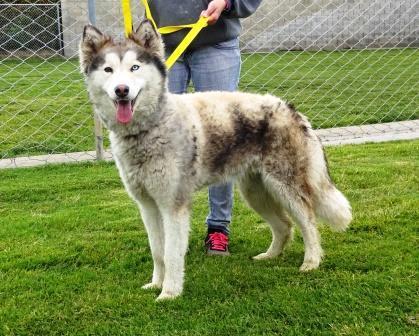 $250 will include her spay, vaccines, and chip. 7338 Harper Spayed Female Husky Harper won't be available until after 4/28. She weighs 55 lbs., seems very sweet and came to us as a stray.
