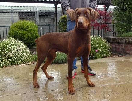 To adopt any dogs on this page, please click here 7308 Koda Doberman Koda is four years old. He was originally found as a stray, but his owner never appeared so he needs a new home.