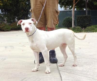 To adopt any dogs on this page, please click here 7179 Lexi Spayed Female Pit Bull Terrier Lexi is a sweet, sweet girl!