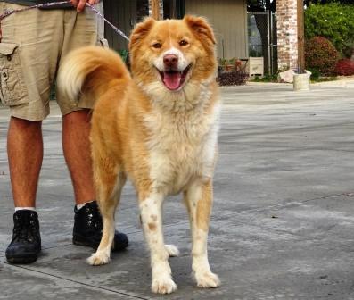 $250 will include her spay, vaccines, and chip. 7117 Max Aussie/Golden Max is a sweet 7 year old Aussie/ Golden Retriever mix, who is looking for his new forever home.