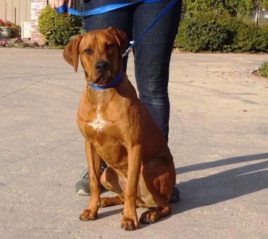 To adopt any dogs on this page, please click here 7552 Hunter Boxer/Hound What a handsome dog! He is only a year old and weighs 65 pounds. He is very friendly and is house trained.
