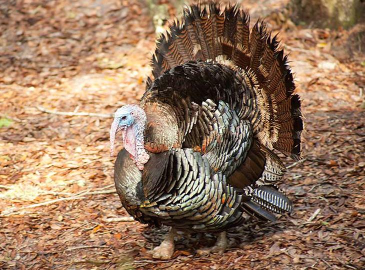 Welcome to the Turkey Habitat Turkey Classification Class: Aves Order: Galliformes Family: Phasianidae Genus: Meleagris Species: Gallopavo Subspecies (Southern U.S.): M.g. osceloa Who Are Turkeys?
