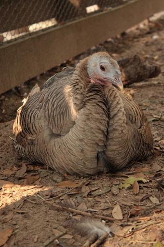 They are in the same family as many other game birds like pheasants, peafowl, and partridges. Many confuse this turkey for its close relative, which is the domestic turkey that is farmed for its meat.