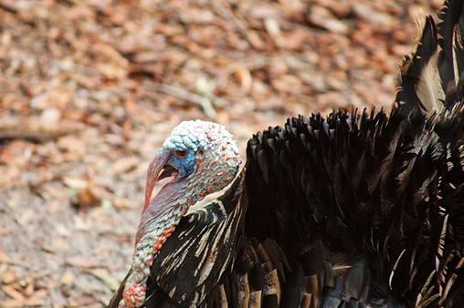 Many larger birds and reptiles will feed on wild turkey eggs when the mother is distracted. When the poults hatch, there are even more hungry organisms waiting to pounce.
