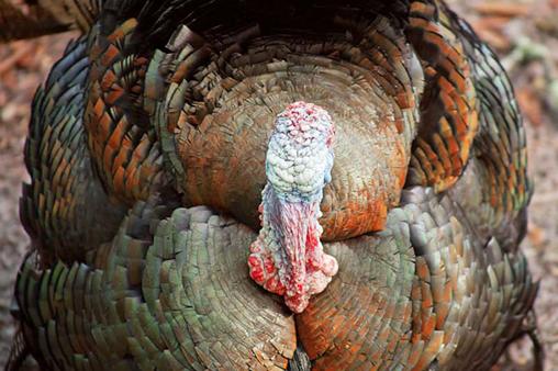 The wild turkey has also developed the ability to live in just about any environment due to their long nails, used for scratching at snow and dirt.