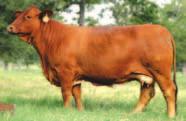 They have produced several high selling offspring by a variety of sires and the potential to mate well with countless others.