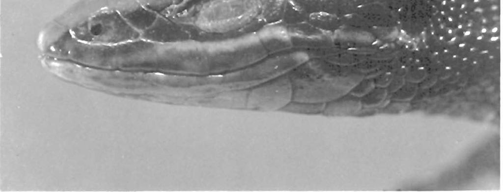 Prionodactylus dicrus 9 new species (Fig. 6) Euspondylus festae, Burt and Myers, 1942:319. HOLOTYPE. FMNH 3 708?