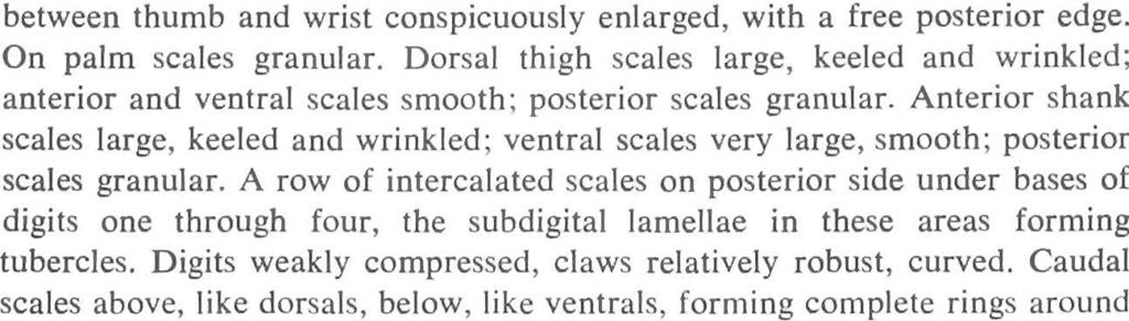 Caudal scales aboye, like dorsals, below, like ventrals, forming complete rings'around tail.