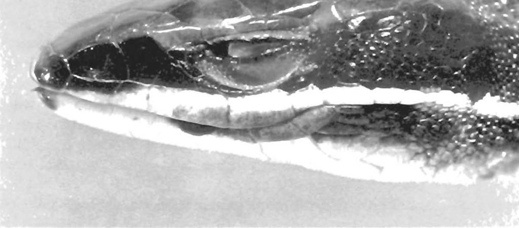 Prionodaciylus manicatus manicatus (O'Shaughnessy) (Fig. 10) Cercosaura (Prionodactylus) manicata O'Shaughnessy, Proc, Zool. Soc, London 1881: 231. SYNTYPES. BMNH 80.12.8.8, reregistered as 1946.8.2.1, an adult male from Ecuador, Chimborazo?