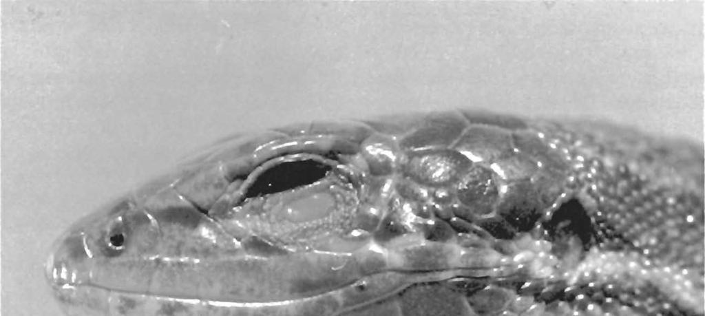 30 POSTILLA 159 FIG. 11. Side iew of the head of Prionodactylus manicatus bouvianus (FMNH 40422). x6.