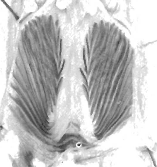 apices of the chevron-shaped flounces; the teeth