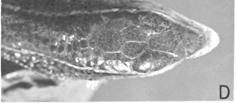 F) Chin and throat scales of Prionodactylus ocellifer, V.
