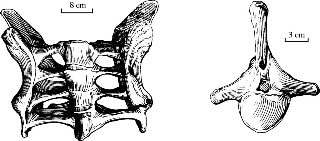 10 Figure 6. Sacral reconstruction of Bellusaurus sui gen. et sp. nov. (ventral view). Figure 7. Second caudal vertebra of Bellusaurus sui gen. et sp. nov. Pectoral girdle and anterior limbs.