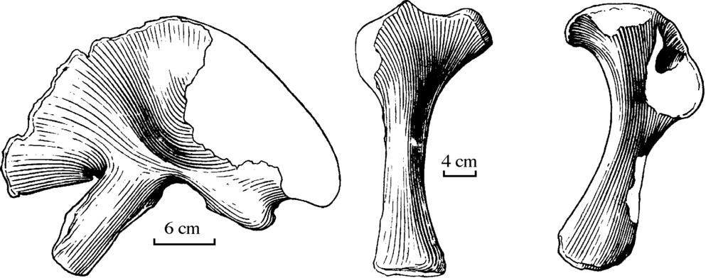12 olecranon process is not well developed. An inclined depression lies dorsomedially to accomodate the radius. The distal end is a slightly expanded articular surface. Its length is 27 cm.