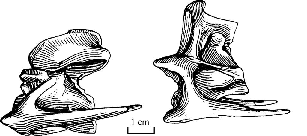 5 From the lateral aspect the body of the centrum is rectangular. Ventrally there is a distinct but extremely weak medial keel. Two lateral marginal laminae are conspicuous.