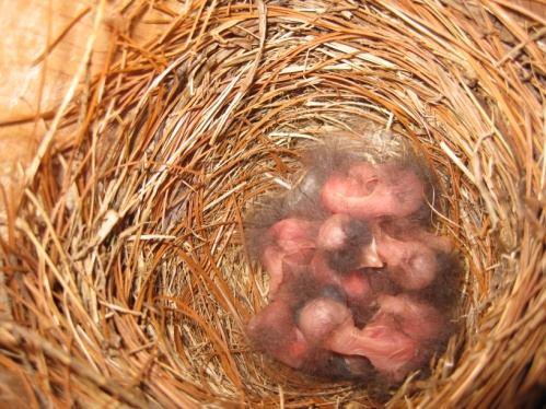 !! Since young bluebirds need at least one parent to care for them for 2-3 weeks after they fledge, these young bluebirds would not survive.