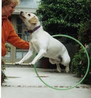 Some dogs can be frightened at first with a new object and if you try to go too fast you may make your dog scared of the Hula Hoop. Be sure to reward your dog with treats, toys or praise at each step.
