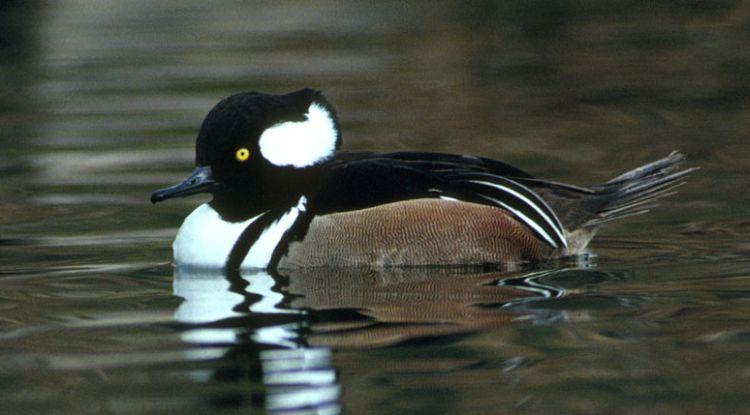 Ducks of Florida 10 - Medium gray barring on back and flanks - Black breast and neck - Pointed black head with purple gloss - Bluish gray bill with black tip Hooded Merganser (Lophodytes cucullatus)
